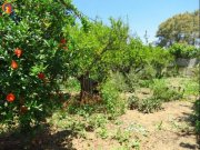 Sitia Kreta, Sitia, Haus mit großem Garten in Strandnähe zu verkaufen in Sitia Haus kaufen